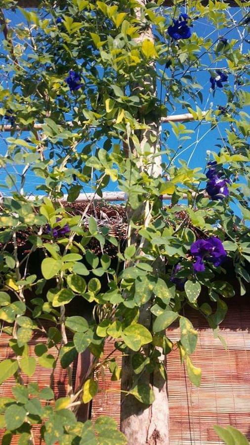 Bach Cuc Homestay Long Hai Buitenkant foto