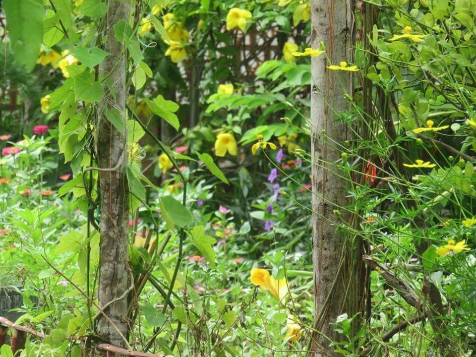 Bach Cuc Homestay Long Hai Buitenkant foto
