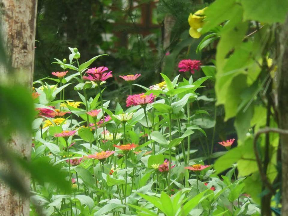 Bach Cuc Homestay Long Hai Buitenkant foto